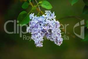 Blooming lilac flowers