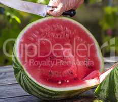 human hand with a knife cuts in half a ripe large watermelon