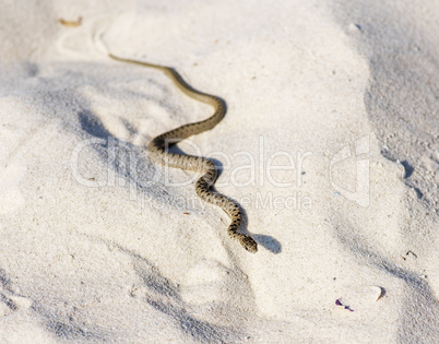 small water snake adder crawling on the sand by the sea