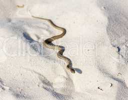 small water snake adder crawling on the sand by the sea