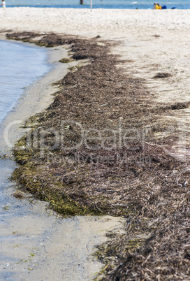 seashore with seaweed summer day, Black Sea