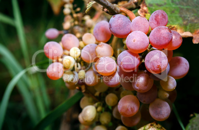 A bunch of pink grapes