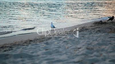 one white gull walks along the beach at sunset, it is driven by a crow.