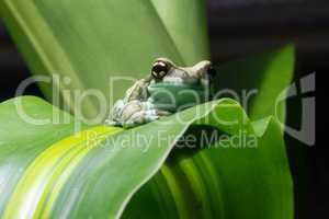 Amazon Milk Frog, Trachycephalus resinifictrix