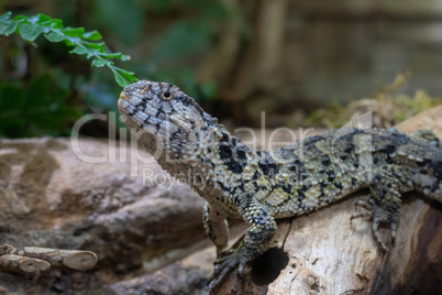 Chinese Crocodile Lizard, Shinisaurus crocodilurus