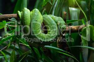 Green Tree Python, Morelia viridis