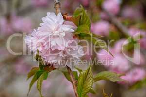 Hill Cherry, Prunus serrulata