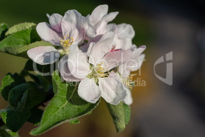 Common pear, Pyrus domestica