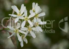 Juneberry, Amelanchier lamarckii