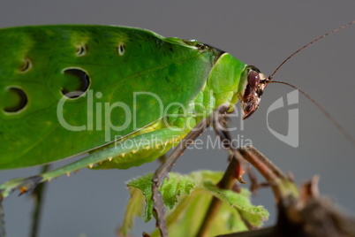 Malaysian leaf locust, Ancylecha fenestrata