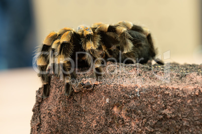 Mexican redknee tarantula, Brachypelma smithi