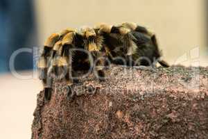 Mexican redknee tarantula, Brachypelma smithi