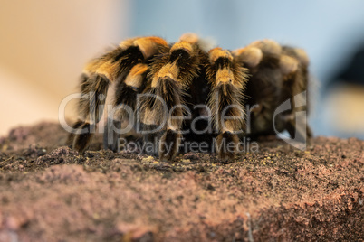 Mexican redknee tarantula, Brachypelma smithi