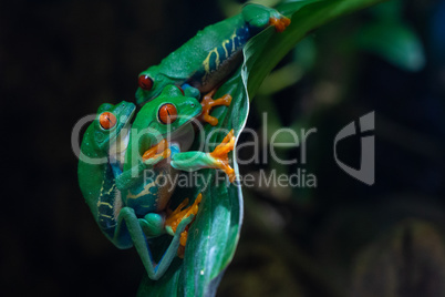 Red-eyed Tree Frog, Agalychnis callidryas