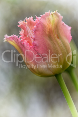 Tulip in springtime, Tulipa