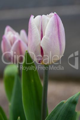 Tulip in springtime, Tulipa