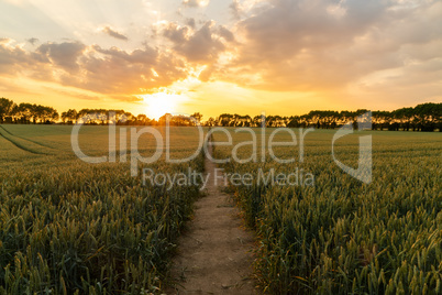 Sunset or Sunrise Over Path Through Countryside Field of Wheat