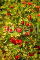 Hawthorn fruits, ripe on a tree