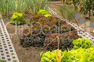 salad cultivation in a garden