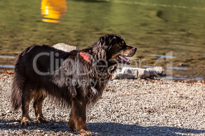 Berner Sennenhund