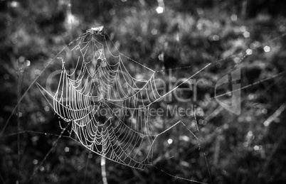 Cobweb with dew drops on the blades of grass.