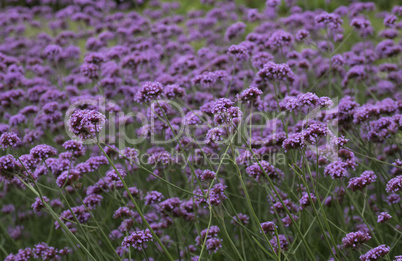 Beautiful Blooming Purple Flowers in the Meadow Swaying in the Wind.