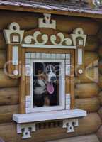 Dog in small wooden house.