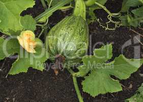 Green squash grows in the garden in the summer.