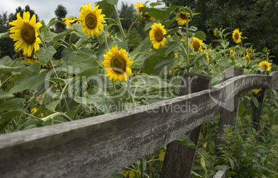 Sunflowers in the garden with wooden fence.