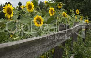 Sunflowers in the garden with wooden fence.
