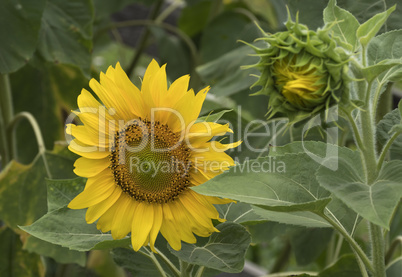 Beautiful Sunflowers blooming in the garden.