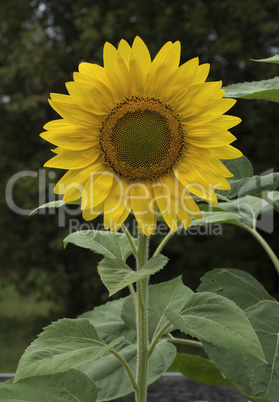 Beautiful Sunflowers blooming in the garden.