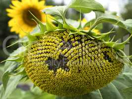 Sunflowers with ripe seeds close up.