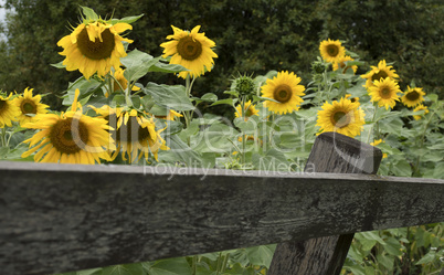 Sunflowers in the garden with wooden fence.