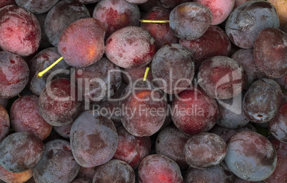 Ripe blue plums with water drops close-up.