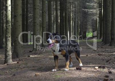 Dog standing in the spruce forest in a sunny summer day.