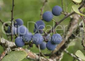 The small purple plums ripening on a branch.