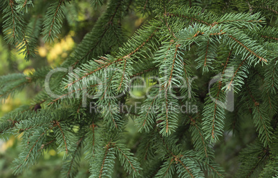 Fir tree branch background close up