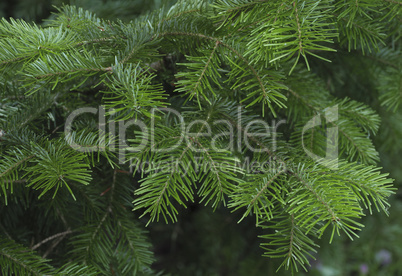 Green spruce branches as a textured background.