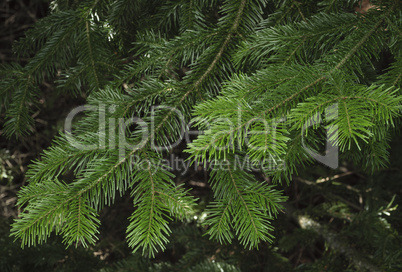 Green spruce branches as a textured background.