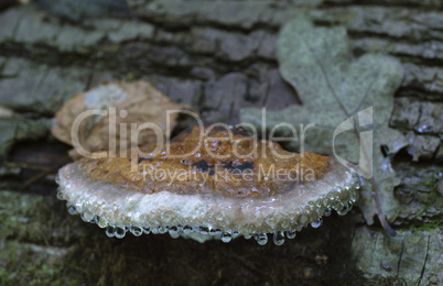 Drops of dew on a mushroom, Fomitopsis pinicola.