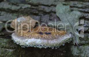 Drops of dew on a mushroom, Fomitopsis pinicola.