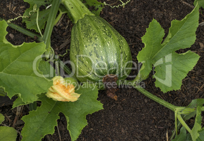 Green squash grows in the garden in the summer.