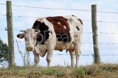 vaches