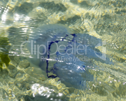 white sea jellyfish under water