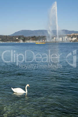 A swan swimming in Geneva Lake with Jet at the back