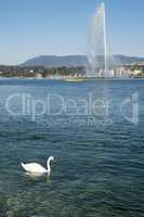 A swan swimming in Geneva Lake with Jet at the back