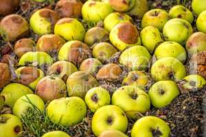 rotten apples on a compost heap