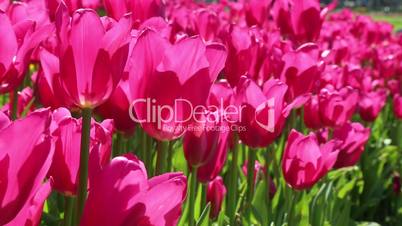 Pink Tulips Flower in Garden