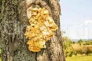 crab-of-the-woods, mushroom on an apple tree in Germany